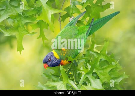 Seitenansicht eines wilden Regenbogenlorikeet (Trichoglossus moluccanus) in einer Nadeleiche (Quercus palustris), Australien Stockfoto