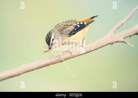 Nahaufnahme eines weiblichen gefleckten Pardaloten (Pardalotus punctatus) auf einem Zweig mit Nistmaterial, Australien Stockfoto