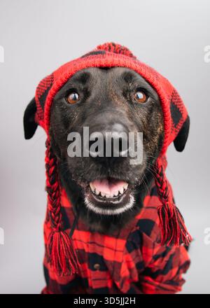 Porträt eines labrador-Hundes, der ein festliches Tartanhemd und Hut trägt Stockfoto