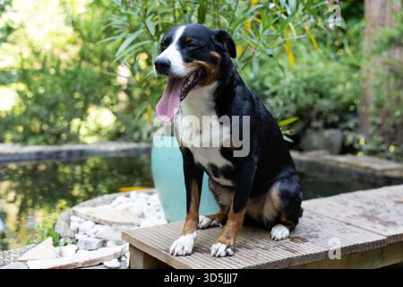 Der Appenzeller Sennenhund sitzt auf einer Holzterrasse am Gartenteich, sieht entspannt aus und gähnt an einem sonnigen Tag. Stockfoto