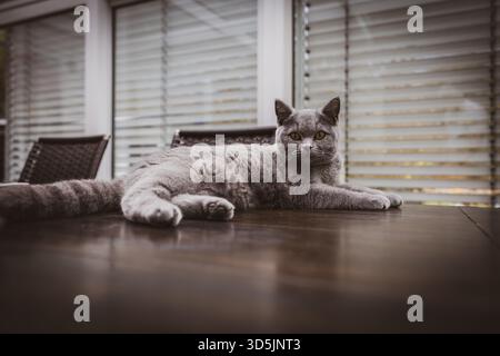 Eine wunderschöne graue britische Kurzhaarkatze, die entspannt auf einem Holztisch drinnen liegt. Die Katze hat auffällige gelbe Augen und ein weiches, weiches Fell, das eine Ele gibt Stockfoto
