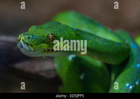 Ein Grüner Baumpython Morelia viridis im Alfred-Brehm-Haus im Tierpark Berlin-Friedrichsfelde. *** Eine grüne Baumpython Morelia viridis im Alfred-Brehm-Haus im Tierpark Berlin Friedrichsfelde Stockfoto