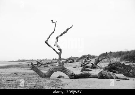 Schwarz-weiß-Blick auf einen umgestürzten Baum am Covehithe Beach, Suffolk, mit Blick auf die erodierenden Klippen und die wilde Küste Stockfoto