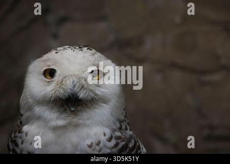 Schneeeule Close-up Against Stone Wall - Nahaufnahme einer Schneeeule (Bubo scandiacus) mit gelben Augen und gesprenkelten weißen Gefieder Stockfoto
