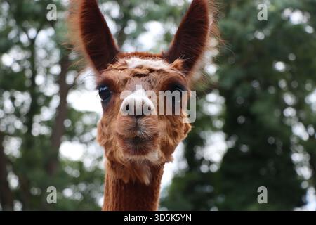 Lama-Gesicht Nahaufnahme in natürlicher Umgebung Stockfoto