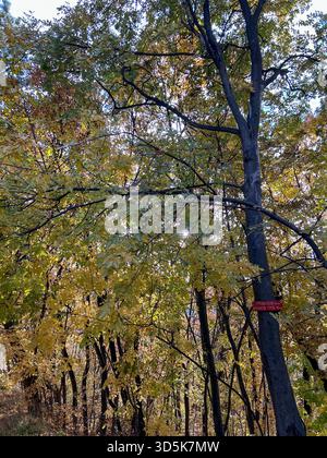 Sonnenlicht, das durch Herbstblätter in einem dichten Wald filtert, mit einem roten Wegschild auf einem Baum, das die Wanderer durch den Wald führt. Stockfoto