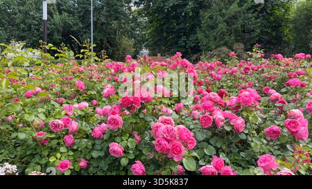 Ein üppiger Rosenstrauch mit leuchtend rosa Blüten, umgeben von dichtem Grün im Hintergrund Stockfoto