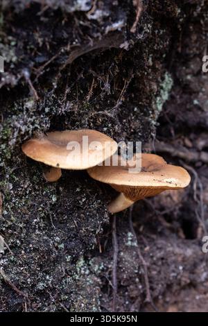 Orangenpilze, die in Baumwurzeln wachsen Stockfoto