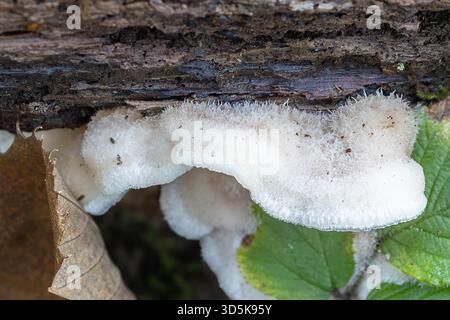 Weißer Pilz, der auf Rinde wächst Stockfoto
