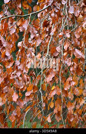 Sattes braunes Herbstlaub der Trauerbuche, Fagus sylvatica „Purple Fountain“ UK Garden November Stockfoto
