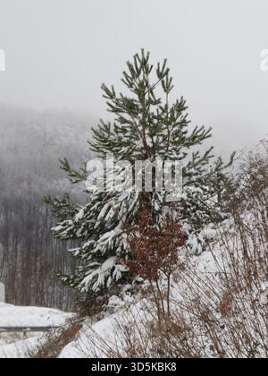 Schneebedeckte Tanne Stockfoto