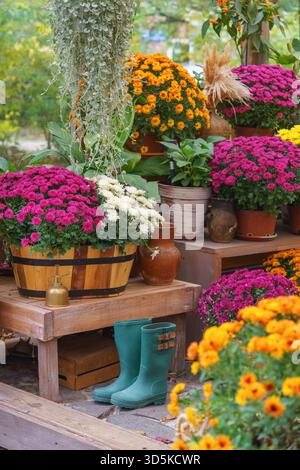 Leuchtende herbstblühende Chrysanthemen in Töpfen, die auf einem rustikalen Holzregal mit grünen Gummistiefeln und Werkzeugen in warmem natürlichem Licht stehen. G Stockfoto