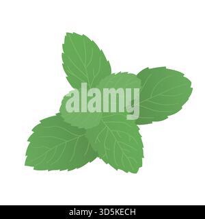 Minzblätter im Zweig, Vektor-handgezeichnetes Bild. Stock Vektor