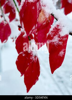Schneebedeckte Blätter, Montreal, Kanada Stockfoto
