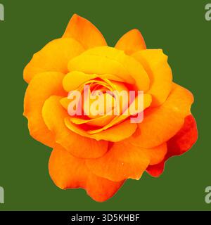 Makroaufnahme eines leuchtenden, mehrfarbigen orange-gelben Rosenkopfes, isoliert auf einem soliden, dunkelgrünen Hintergrund Stockfoto