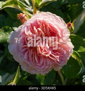Vertikale Nahaufnahme einer eleganten, mehrlagigen Creme-Rose mit einem sanften pfirsichrosa Rouge, von der Seite gesehen vor einem unscharfen grünen Hintergrund. Stockfoto