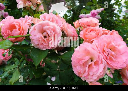 Nahaufnahme eines üppigen Rosenbusches mit zahlreichen blühenden pfirsichrosa Rosen und grünen Blättern in einem lebhaften Sommergarten Stockfoto