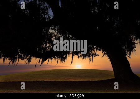 Sonnenuntergang in der Ferne, dunkler Wald und Silhouette der großen Reifen Eiche. Stockfoto