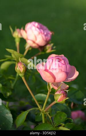 Ein Nahfoto einer wunderschönen „Double Delight“-Rose mit cremeweißen Blüten mit leuchtend rosa Kanten, die in einem sonnigen Garten blühen Stockfoto