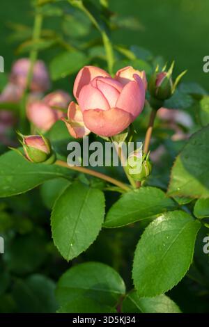 Vertikale Aufnahme einer Gruppe von blassrosa Rosen im englischen Stil, die auf einem einzigen Stamm mit grünen Blättern vor einem unscharfen Rasengrund blühen Stockfoto
