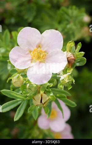 Vertikale Nahaufnahme einer zarten rosa Pastellrose in voller Blüte mit scharfem Fokus auf Blütenblättern und verschwommenem grünem Gartenhintergrund Stockfoto