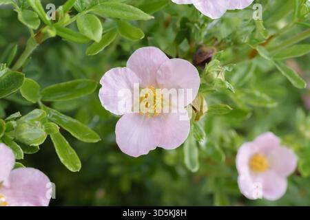Vertikale Nahaufnahme einer zarten rosa Pastellrose in voller Blüte mit scharfem Fokus auf Blütenblättern und verschwommenem grünem Gartenhintergrund Stockfoto