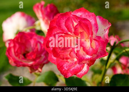 Nahaufnahme einer zarten weißen oder blassgelben Rose mit detaillierten Rüschenblättern, die in einem Garten mit grünem Bokeh blühen Stockfoto