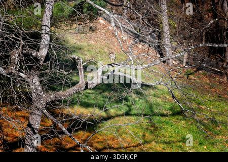Junger Rotschwanz-Falke-Vogel, der auf einem Ast eines toten Baumes ruht. Stockfoto