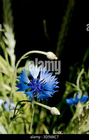 Anordnung von gut beleuchteten blauen Kornblumen auf dunklem Hintergrund mit Mohn und Getreideohren, aus der Nähe fotografiert mit differenziertem Fokus, Stockfoto