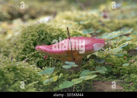 Ein kleiner roter Pilz taucht aus einem Bett aus leuchtendem grünem Moos und Klee auf dem Waldboden auf. Symbolisiert organisches Wachstum, die Details der Natur Stockfoto