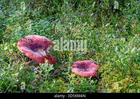 Ein einziger heller Pilz wächst an der Basis eines moosigen Baumstumpfes im Wald. Ein friedliches, natürliches Detail umgeben von Kiefernnadeln und Nelken Stockfoto