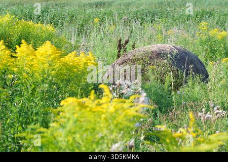 Ein großer runder Heuballen ruht auf einer Wiese voller gelber Goldrute und wilder Gräser. Symbolisiert Landwirtschaft, Ernte, Sommer und ländliche Ruhe Stockfoto