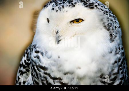 Nahporträt einer Schneeeule mit auffälligen gelben Augen und detailliertem weißem Gefieder. Stockfoto