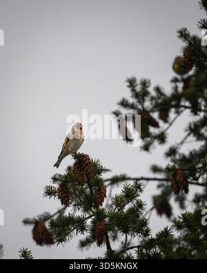 Europäischer Goldfink, der auf einem Nadelzweig zwischen Tannenzapfen vor grauem Himmel thront. Stockfoto