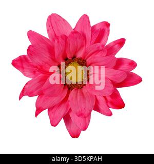 Nahaufnahme einer Pink Daisy Flower isoliert auf weiß Stockfoto