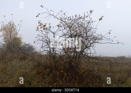 Wilder Apfelbaum und mehrere Äpfel hängen an Zweigen, die Herbstsaison ist Ende Oktober, bewölktes und trostloses Wetter mit grauem Himmel und Höhlen Stockfoto
