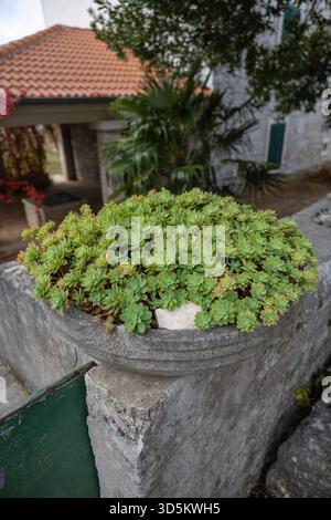 Eine üppige Gruppe kleiner grüner Sukkulenten füllt einen runden Steintopf auf einer Betonmauer. Der Hintergrund besteht aus einem rot gekachelten Dach, Palmen und einem Schatten Stockfoto