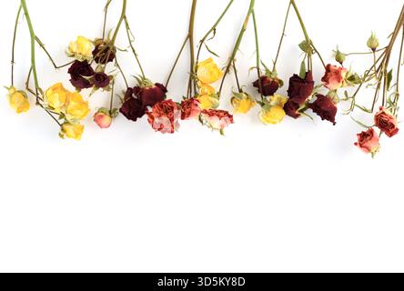 Bunte getrocknete Rosen auf weißem Hintergrund, die gelbe, rosa und burgunderrote Töne mischen, mit Platz für Text. Stockfoto