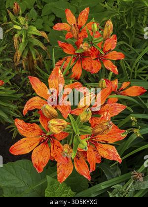 Leuchtend orange Tigerlilien blühen in üppigem Grün und zeigen ihre leuchtende Farbe und ihre komplizierten Blütenblätter. Die Szene fängt das Essen ein Stockfoto