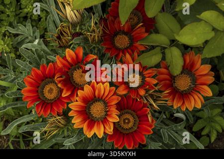 Ein Blick von oben nach unten zeigt leuchtende orange Gazanien in voller Blüte, umgeben von üppig grünen Blättern. Ihre markanten Blütenblätter bilden einen lebendigen Kontrast zum Fo Stockfoto