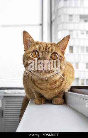 Große Erwachsene süße Ingwerkatze, die auf der Fensterbank sitzt und nach oben blickt. Haustiere. Selektiver Fokus Stockfoto