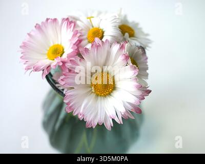 Rosa und weiße Daisies in einer Vase - Ein kleiner, charmanter Strauß aus weißen und rosafarbenen Gänseblümchen (Bellis perennis) in einer Vase - Ein sauberer, minimalistischer Schuss Stockfoto