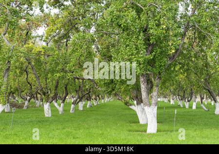 Blick auf den Apfelgarten. Apfelbäume mit Reifen Früchten im Garten im Spätsommer oder Frühherbst. Selektiver Fokus, horizontale Ausrichtung Stockfoto