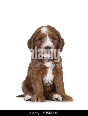 Süßes Smoking Labradoodle alias Cobberdog Welpe, sitzt oben mit dem Gesicht nach vorne. Mit blauen Augen neben die Kamera schauen. Isoliert auf weißem Hintergrund, Niederlande Stockfoto