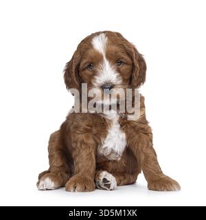 Süßes Smoking Labradoodle alias Cobberdog Welpe, sitzt oben mit dem Gesicht nach vorne. Mit blauen Augen direkt in die Kamera schauen. Isoliert auf weißem Hintergrund, Netherl Stockfoto