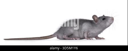 Niedliches, detailgetreues Porträt einer jungen blauen Ratte, seitlich stehend. Seitlich schauen. Isoliert auf weißem Hintergrund, Niederlande Stockfoto