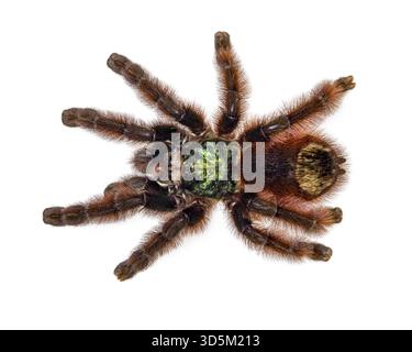 Bunte Caribena versicolor auch bekannt als Antilles Pinktoe Tarantel. Draufsicht, isoliert auf weißem Hintergrund, Niederlande Stockfoto