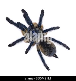 Blick von oben auf die leuchtend blaue Monocentropus balfouri alias Socotra Island Blue Pavian Tarantel, stehend auf weißem Hintergrund, Niederlande Stockfoto