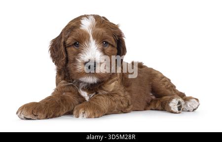 Niedlicher Smoking Labradoodle alias Cobberdog Welpe, der seitlich liegend ist. Mit blauen Augen direkt in die Kamera schauen. Isoliert auf weißem Hintergrund, Netherlan Stockfoto