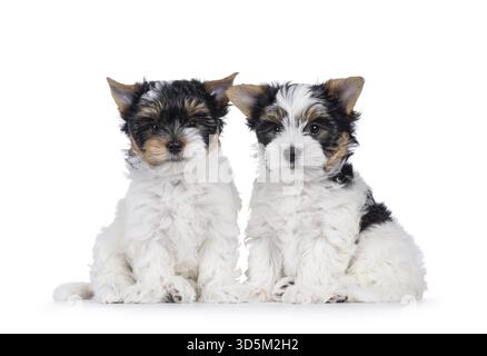 Niedliches Duo von Biewer Terrier Hündchen, die nebeneinander sitzen und in Richtung Kamera schauen. Isoliert auf weißem Hintergrund, Niederlande Stockfoto